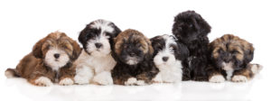 Six australian shepherd mix puppies laying next to each other.