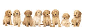 Eight golden doodle puppies sitting next to each other.