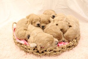 Litter of golden doodle puppies laying next to each other in a small bed.