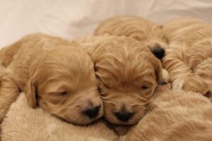 A litter of golden doodle puppies laying on top of each other.