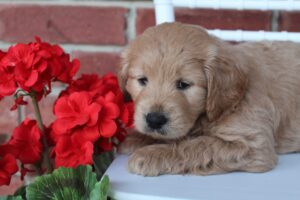 A golden doodle puppy laying down on a chair next to some red flowers.