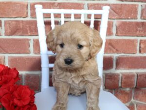 A golden doodle puppy sitting on a chair next to some flowers.
