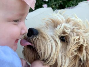 Golden doodle licking a baby.