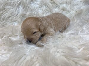 Golden doodle puppy laying down on a pillow.