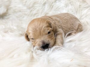 One example of the many small dogs for adoption at Skyridge Doodles.