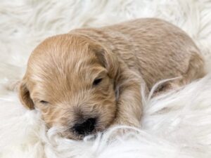 One example of the many small dogs for adoption at Skyridge Doodles.