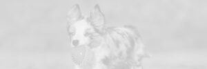 Australian shepherd mix holding a ball in its mouth.