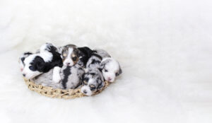 Group of australian shepherd mix puppies laying next to each other in a basket.