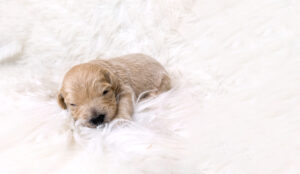 One example of the many small dogs for adoption at Skyridge Doodles.